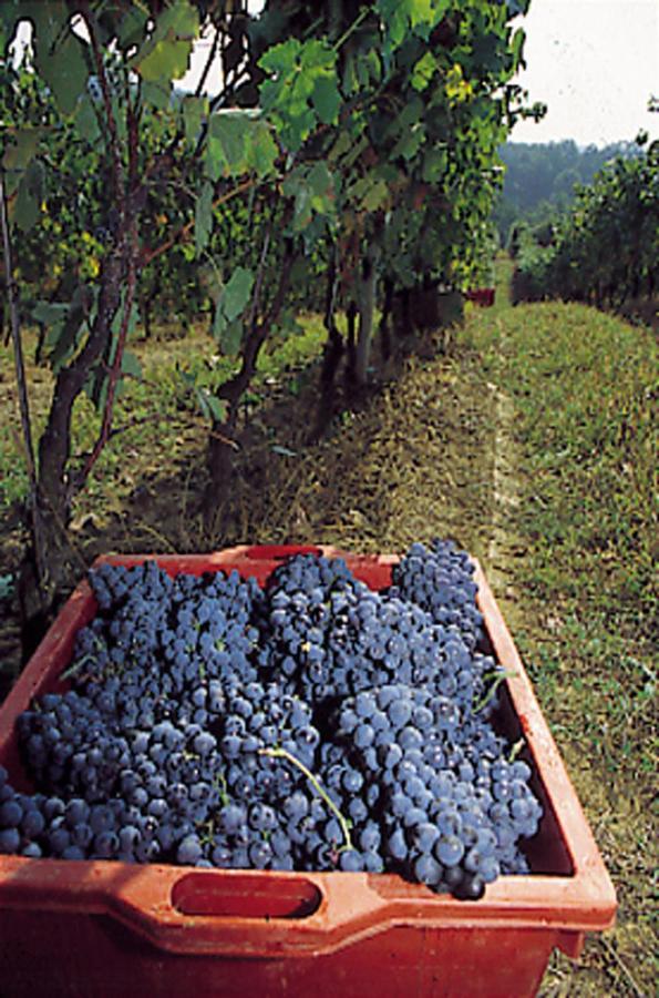 Marchesi Incisa Winery Lodge Rocchetta Tanaro Екстер'єр фото